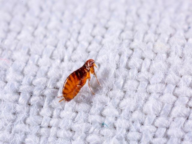 flea-treatments-3-kireth-ai