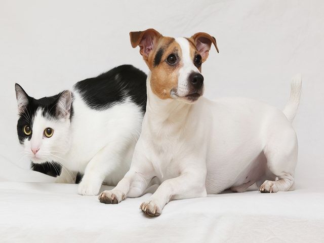 flea-treatments-1-kireth-ai